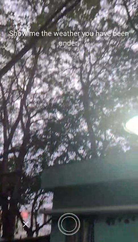 Camera view pointed up at tree branches and grey sky with the prompt show me the weather you have been under.